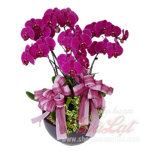 Lan hồ điệp Cần Thơ