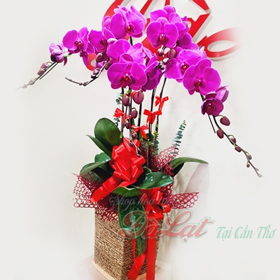 gio lan tm no do