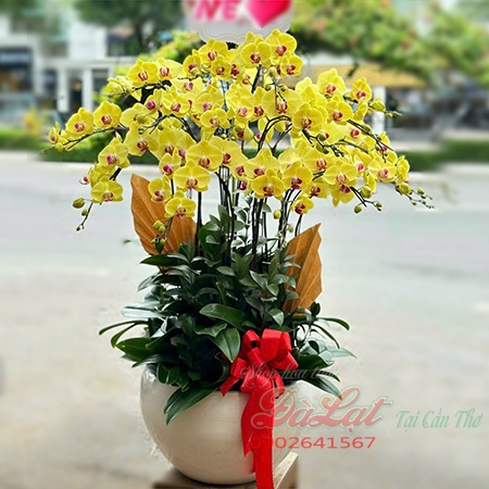 hoa mừng giáng sinh
