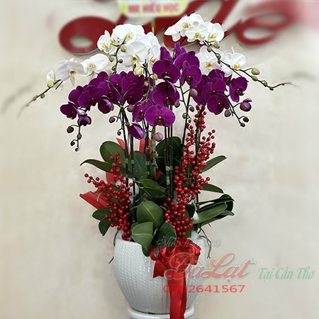lan tim trang 3tr