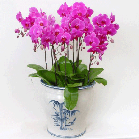 lan hồ điệp cần thơ