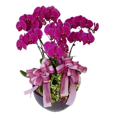 lan hồ điệp cần thơ