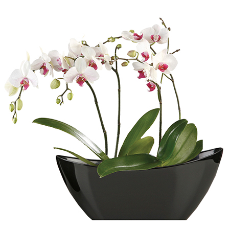 lan hồ điệp cần thơ