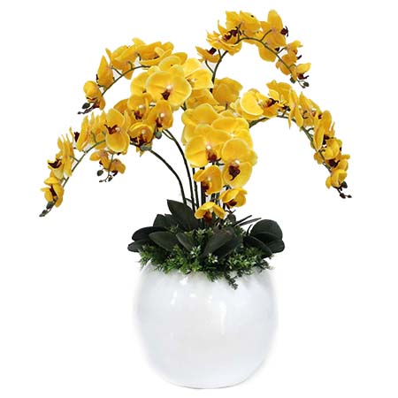 Lan Hồ Điệp Cần Thơ